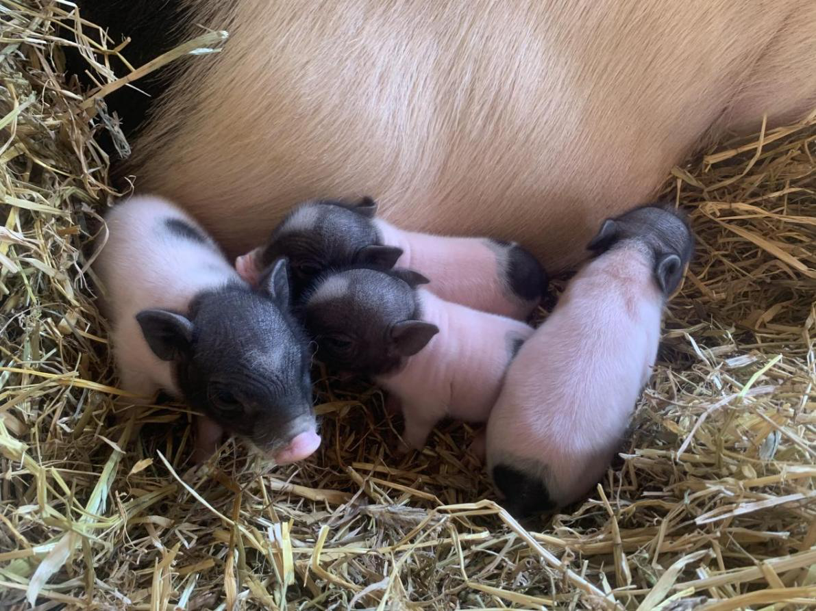 图片1.png 图片1.png